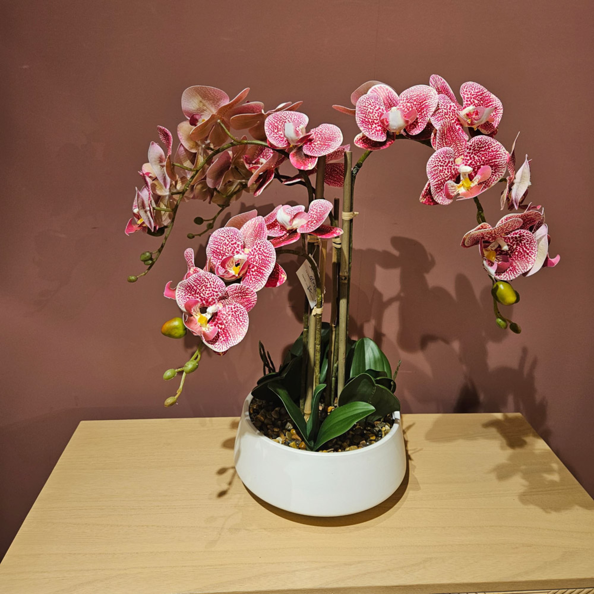 Potted Orchid 1