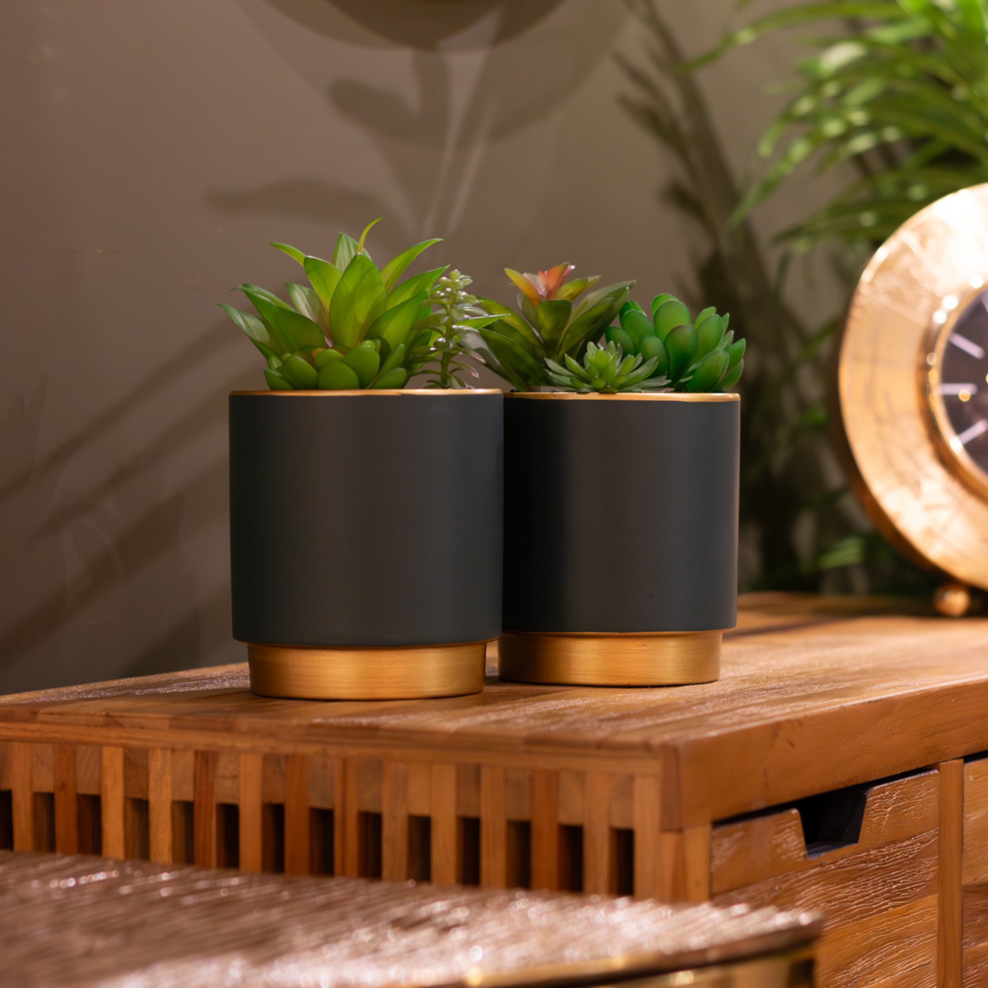 Potted Succulent 1