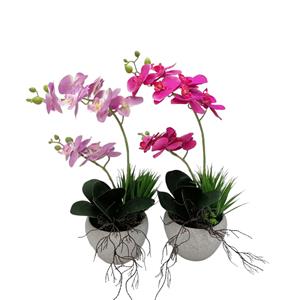 Potted Orchid 1 thumbnail